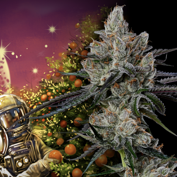 Klover-SanDiego-Cannabis-Delivery